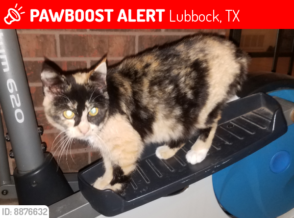 Lost Female Cat last seen 82nd and University , Lubbock, TX 79423