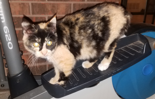 Lost Female Cat last seen 82nd and University , Lubbock, TX 79423