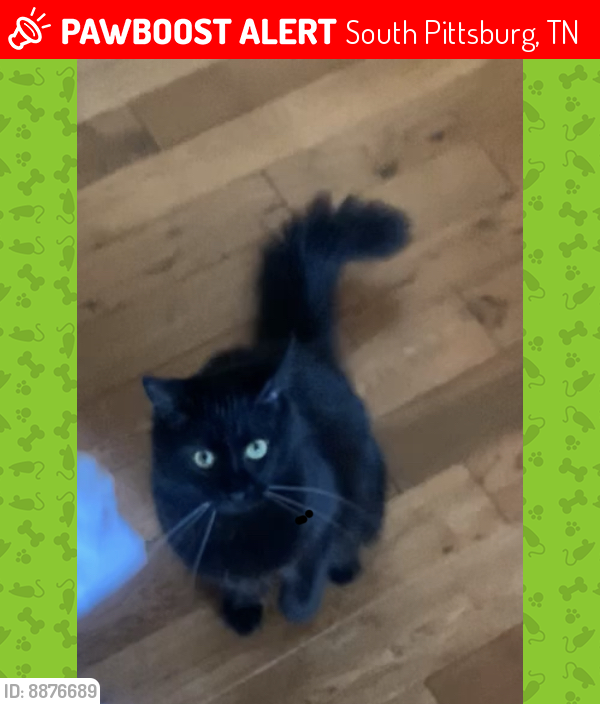 Lost Male Cat last seen The Pet Clinic, South Pittsburg, TN 37380