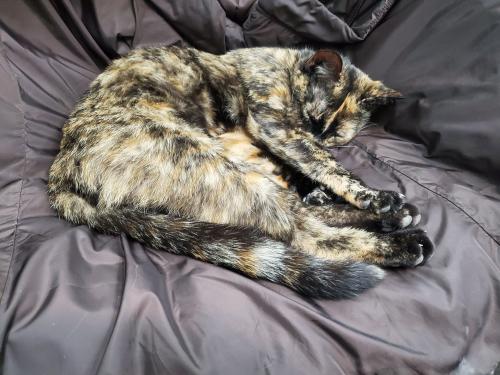 Found/Stray Female Cat last seen Lake Wateree, Ridgeway, SC 29130