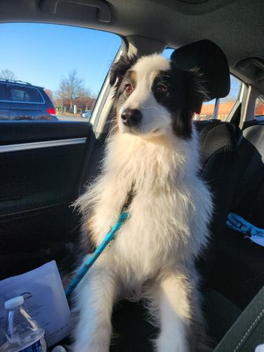 Found/Stray Female Dog last seen Glade drive and timberland lane., Reston, VA 20191