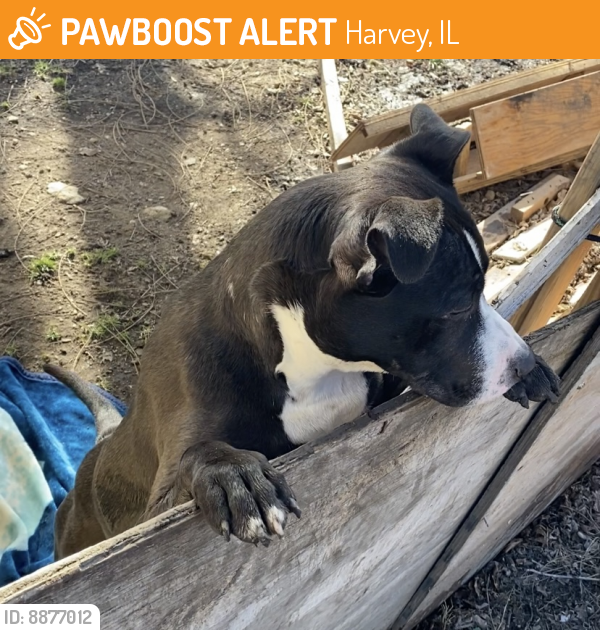 Found/Stray Female Dog last seen Near bulger ave , Harvey, IL 60426