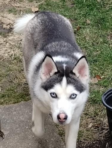 Found/Stray Female Dog last seen Near S Mozar Chicago ILL, Chicago, IL 60629