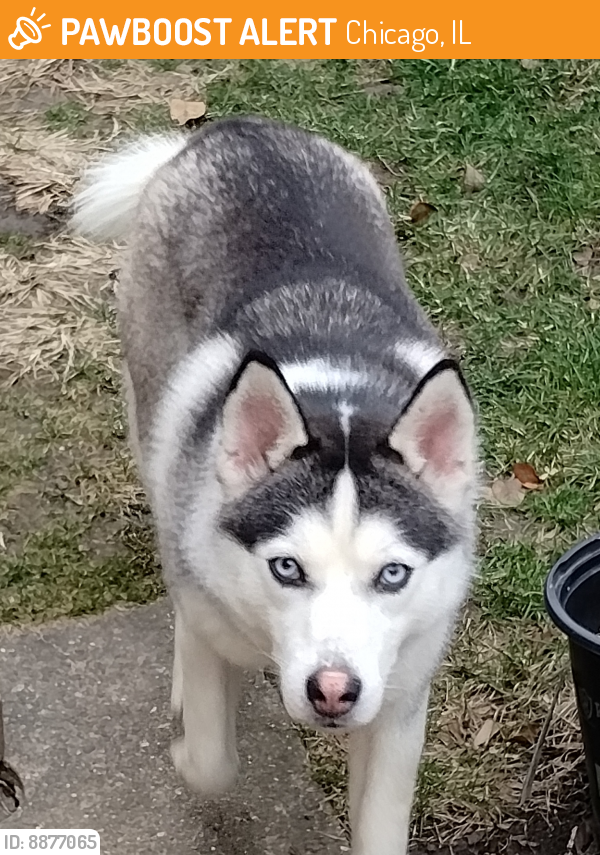 Rehomed Female Dog last seen Near S Mozar Chicago ILL, Chicago, IL 60629