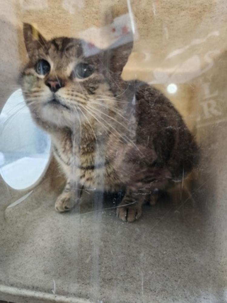 Shelter Stray Male Cat last seen Alexandria, VA, 22303, 8022 Ashboro Dr, Fairfax County, VA, Fairfax, VA 22032