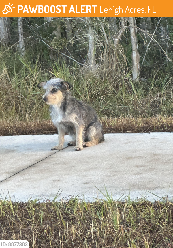 Surrendered Unknown Dog last seen State road 82 and hmstd road , Lehigh Acres, FL 33913
