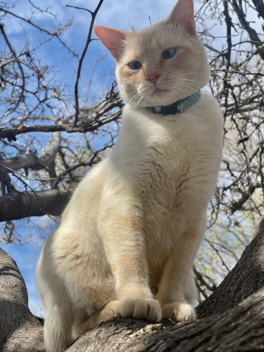 Lost Male Cat last seen Isleta & Blake, Albuquerque, NM 87105