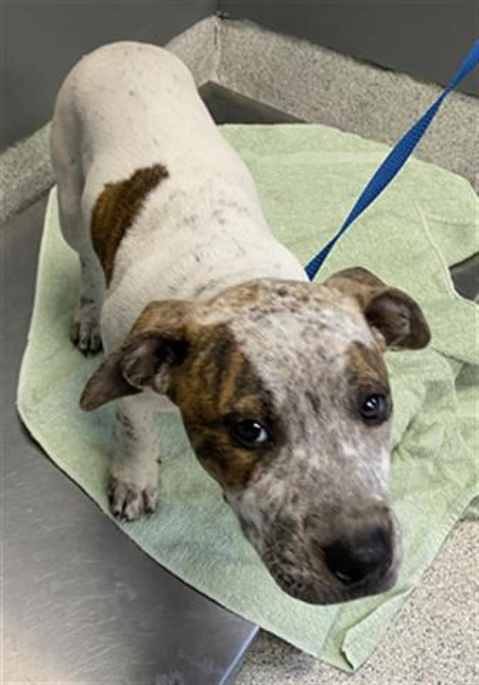 Shelter Stray Female Dog last seen Near BLOCK CAPITAL CIR NW, TALLAHASSEE FL 32303, Tallahassee, FL 32311