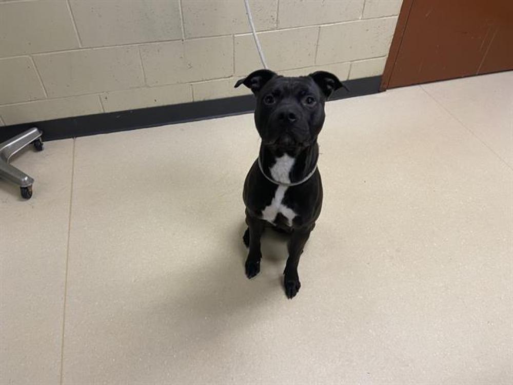 Shelter Stray Male Dog last seen Near BLOCK W MEDFORD AVE, West Milwaukee, WI 53215