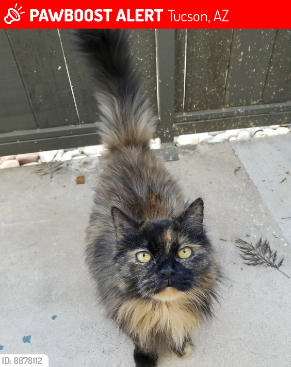 Lost Female Cat last seen Speedway and Swan, Tucson, AZ 85711