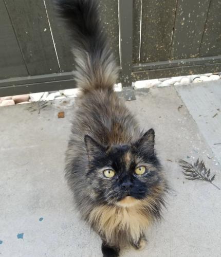 Lost Female Cat last seen Speedway and Swan, Tucson, AZ 85711