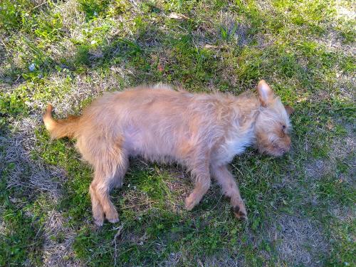 Found/Stray Female Dog last seen Ellis and gum creak rd, Newton County, GA 30054