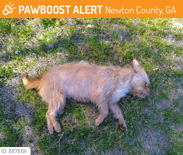 Found/Stray Female Dog last seen Ellis and gum creak rd, Newton County, GA 30054