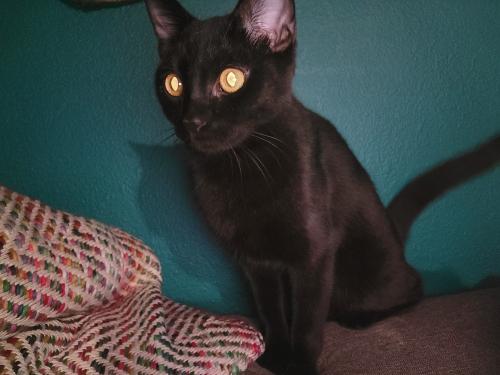 Lost Female Cat last seen 31st ave/lisbon ln, Phoenix, AZ 85053