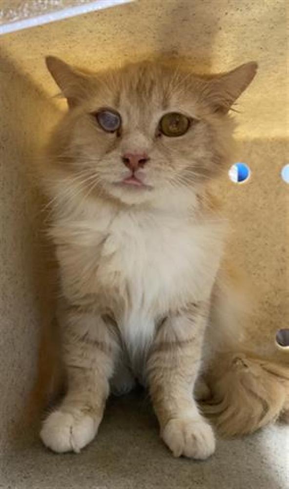Shelter Stray Unknown Cat last seen Near BLOCK CONNECTOR DR, TALLAHASSEE FL 32303, Tallahassee, FL 32311