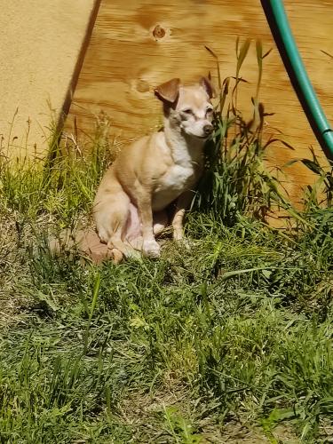 Lost Female Dog last seen 23rd Ave / Cactus, Phoenix, AZ 85029