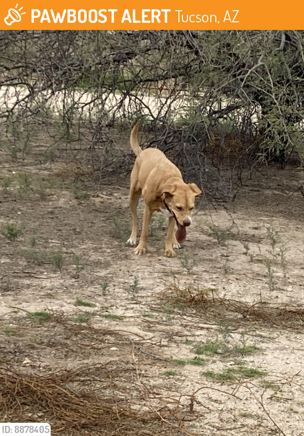 Found/Stray Unknown Dog last seen Rio Visa Natural Resource Park - N. Tucson Blvd, Tucson (wandering north end of park), Tucson, AZ 85716