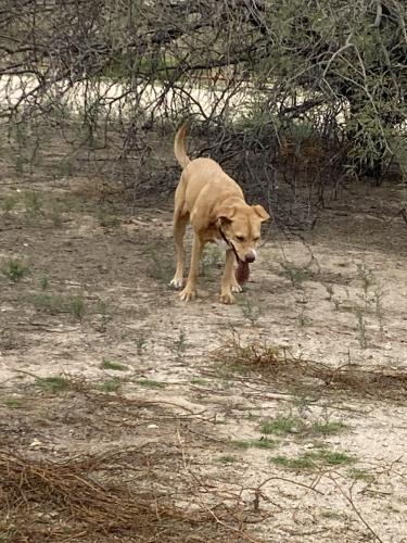 Found/Stray Unknown Dog last seen Rio Visa Natural Resource Park - N. Tucson Blvd, Tucson (wandering north end of park), Tucson, AZ 85716