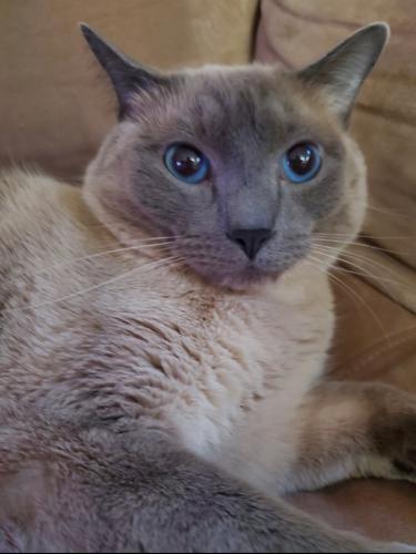 Lost Male Cat last seen Stevens Rd/George's Mill Rd, Loudoun County, VA 20180