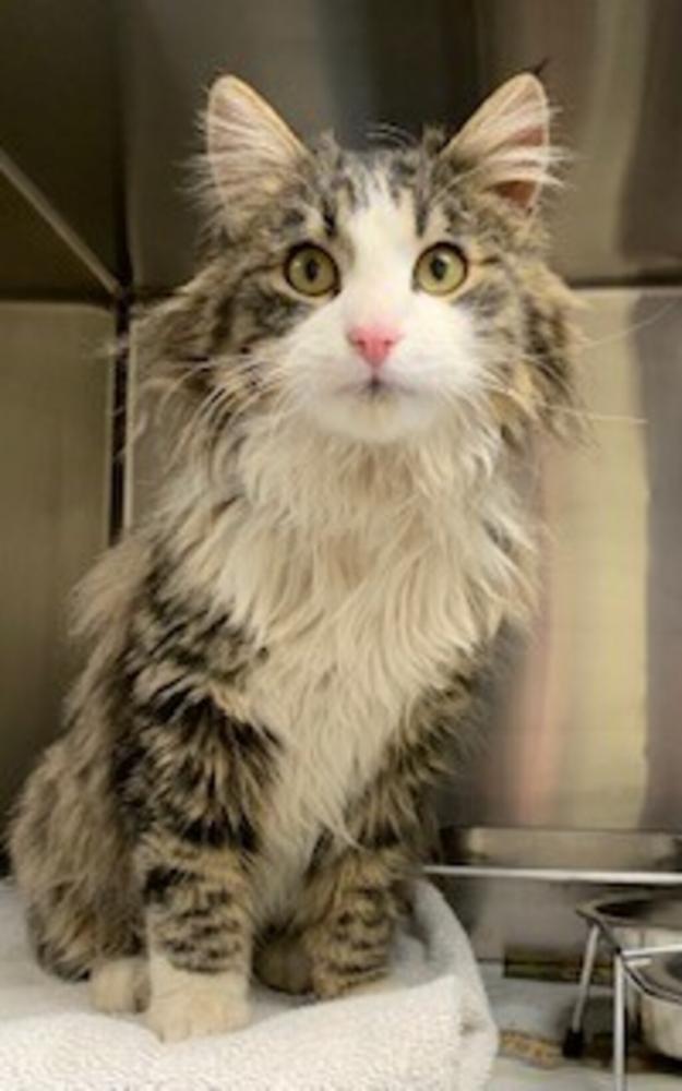 Shelter Stray Male Cat last seen Near Block Fox Farm Road, GREAT FALLS, MT, 59404, Great Falls, MT 59401