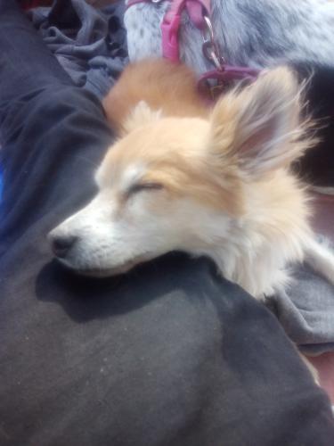 Lost Male Dog last seen Tanque Verde and kolb, Tucson, AZ 85715
