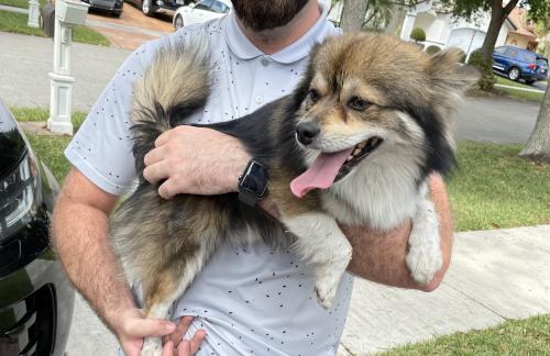 Found/Stray Male Dog last seen Waverly Neighborhood , Davie, FL 33331