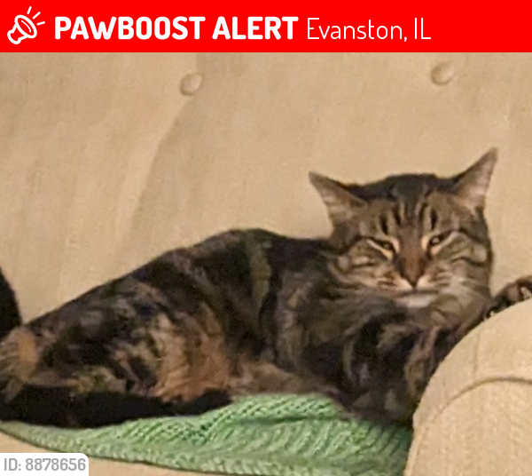 Lost Male Cat last seen Crawford at Gross Point , Evanston, IL 60201