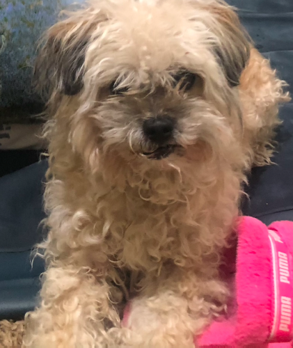 Lost Female Dog last seen NORMANDIE AND 39TH ST , Los Angeles, CA 90037