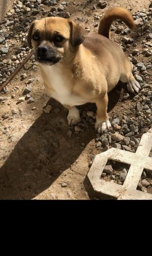 Lost Female Dog last seen 12th and Nebraska , Tucson, AZ 85706