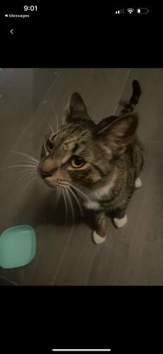 Found/Stray Unknown Cat last seen N16th Ct and Taft Street , Hollywood, FL 33020