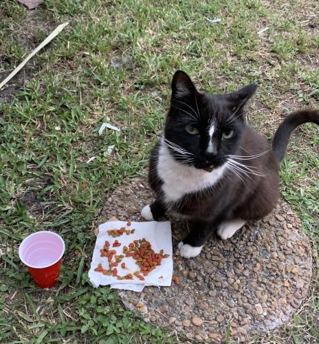Found/Stray Unknown Cat last seen Near avenida y la 82 terrace esquina, Kendall, FL 33173