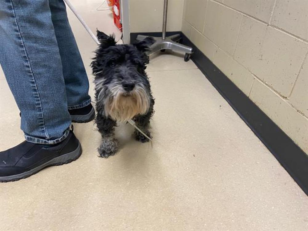 Shelter Stray Male Dog last seen 26TH AND NORTH AV, West Milwaukee, WI 53215