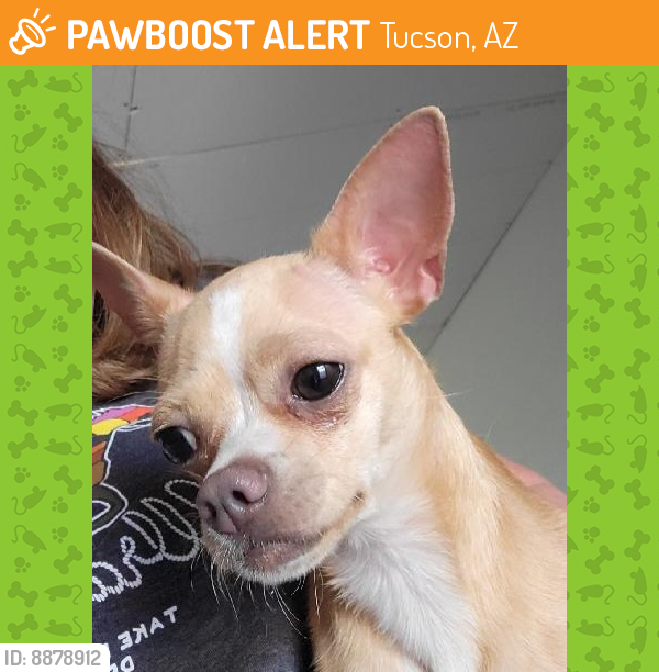 Found/Stray Female Dog last seen Winston Reynolds - Manzanita Park, Tucson, AZ 85746