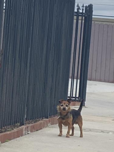 Found/Stray Male Dog last seen Westminster High School, Westminster, CA 92683