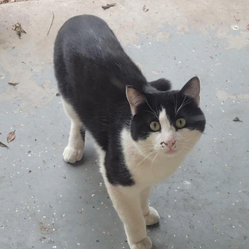 Found/Stray Unknown Cat last seen 21st ave and Coolbrook ave, Phoenix, AZ 85023