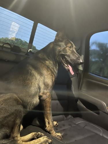 Lost Male Dog last seen Near ave , Miami, FL 33187