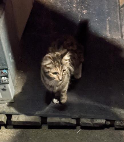 Found/Stray Unknown Cat last seen Newportville Rd/ New Falls Rd, Bristol Township, PA 19056