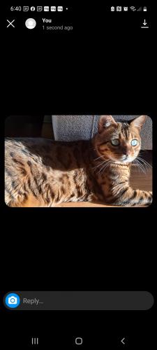 Lost Male Cat last seen 40th and HOWARD AVENUE, GREENFIELD WI, Milwaukee, WI 53221