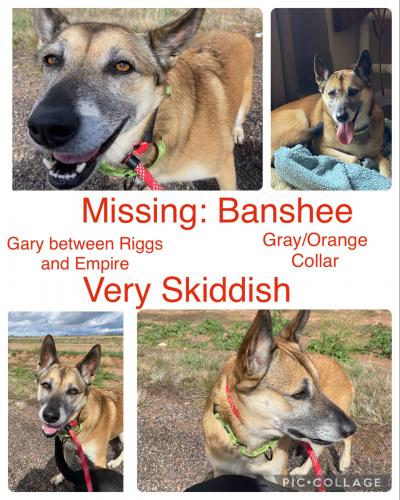 Lost Female Dog last seen Gary and Empire , Queen Creek, AZ 85140