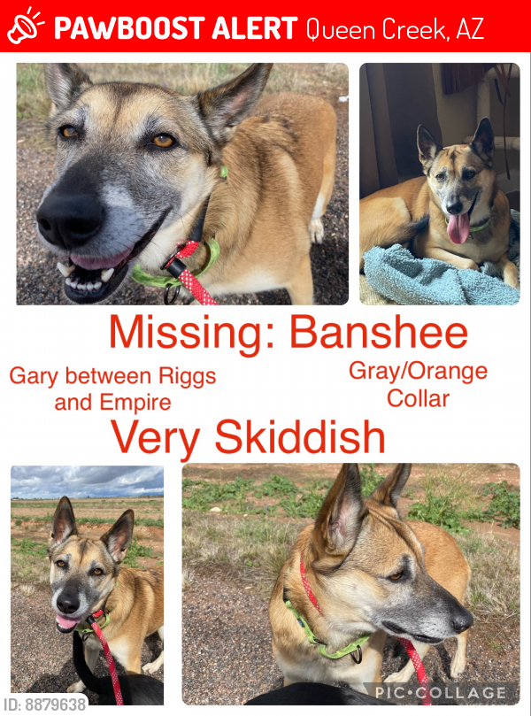 Lost Female Dog last seen Gary and Empire , Queen Creek, AZ 85140