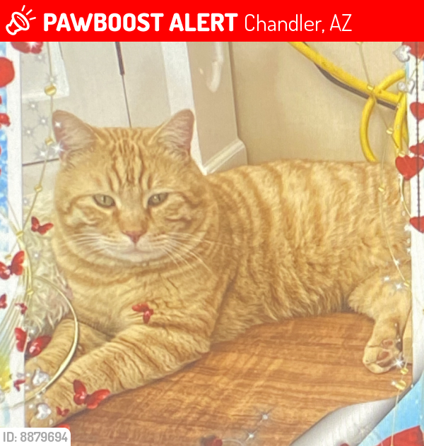 Lost Male Cat last seen Near N Scott Dr Chandler AZ 85225, Chandler, AZ 85225