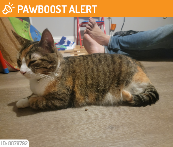 Found/Stray Female Cat last seen Concord st. South st paul, South Saint Paul, MN 55075