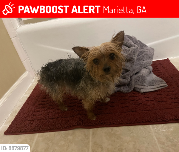 Lost Female Dog last seen Grandstand apmts, Marietta, GA 30067