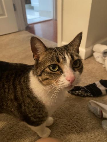 Lost Female Cat last seen Dungarvan Dr and Delvin Dr , Tallahassee, FL 32309