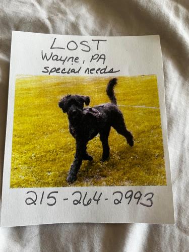 Lost Male Dog last seen Radnor high school area, Wayne, PA 19087