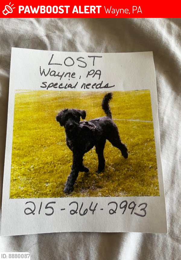Deceased Male Dog last seen Radnor high school area, Wayne, PA 19087