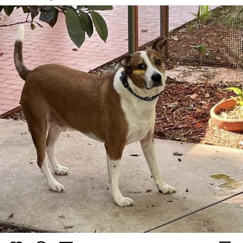 Lost Male Dog last seen Biscayne Park, Biscayne Park, FL 33161