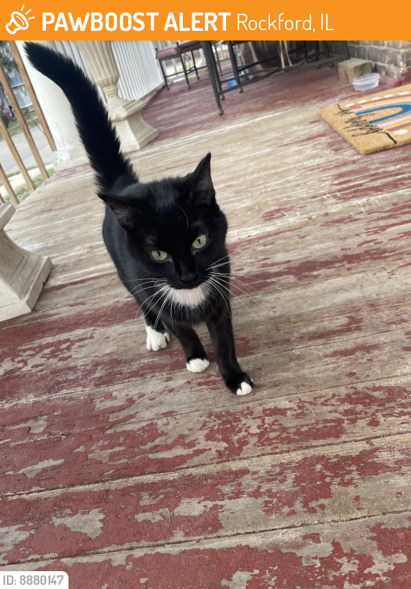 Found/Stray Female Cat last seen 20th and Broadway near Woodruff, Rockford, IL 61108
