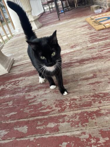 Found/Stray Female Cat last seen 20th and Broadway near Woodruff, Rockford, IL 61108