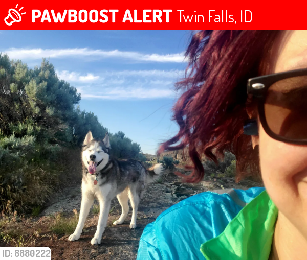 Lost Female Dog last seen Robert Stewart middle school , Twin Falls, ID 83301